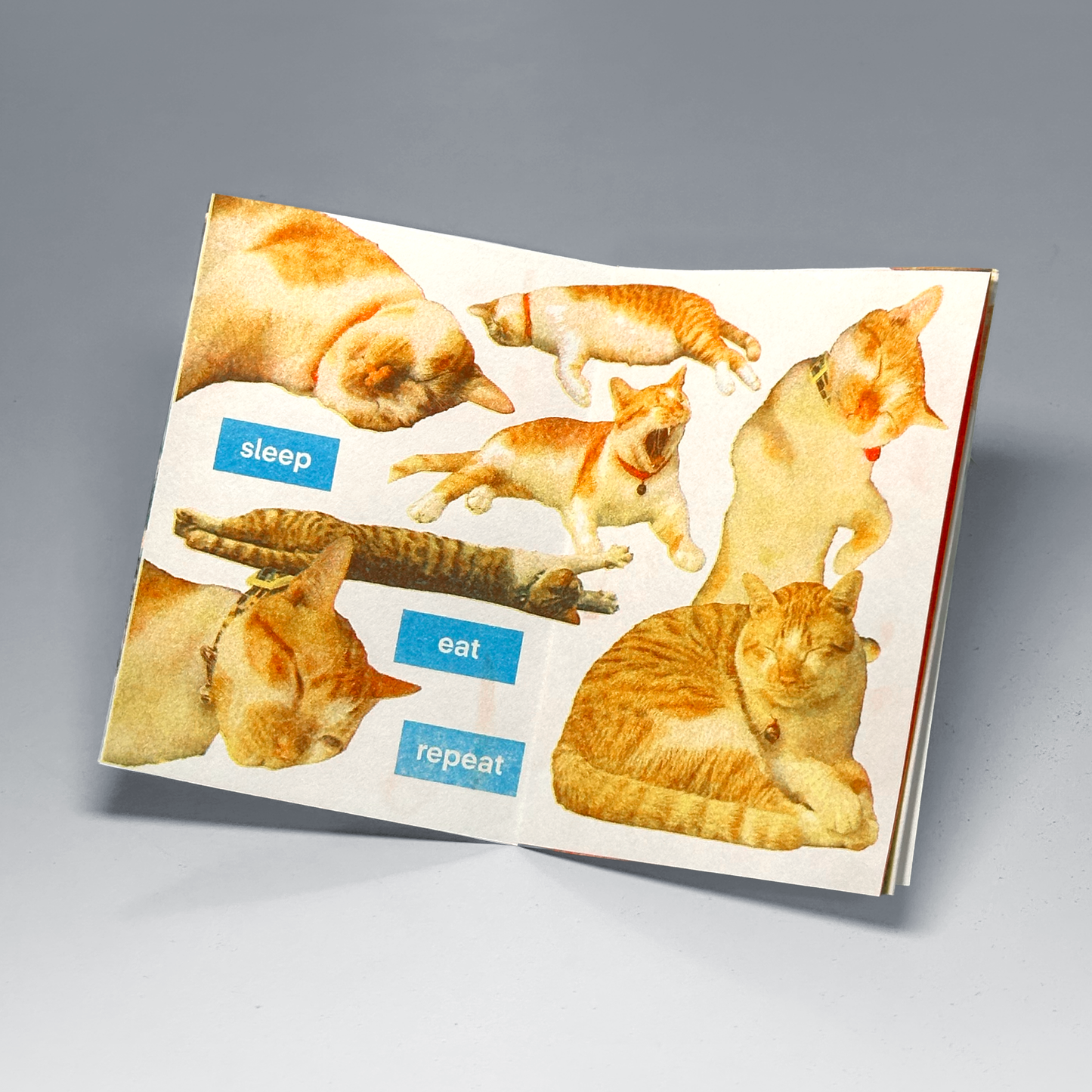 Ginger Ooi by Shin Chi